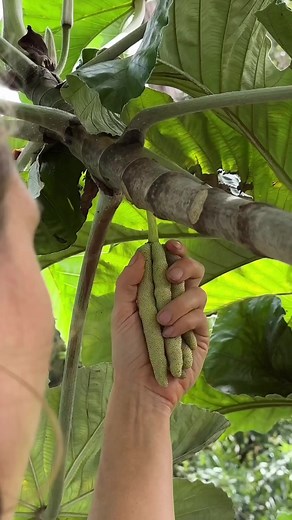 CECROPIA PELTATA We finally got to taste the viral Gummy Worm Fruit! 🤩🤩 As we were planning our recent trip to Miami, I had my heart set on getting to try the Gummy Worm Fruit, which I’d seen featured on several Instagram accounts based around the Miami area. I reached out to the @fruithunters and was so excited when they told me the season was just ending but there was still a high chance of getting to try it! Gummy Worm Fruits are native to Central America and are not a fruit we have ever se