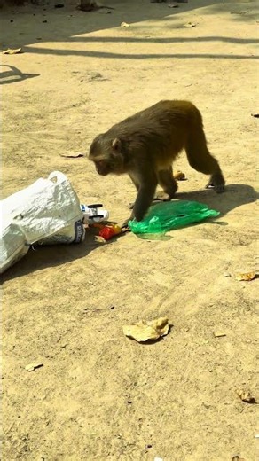 What Is This Monkey Pulling Out Of The Bag? 🐒