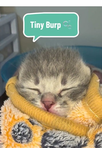 the sweetest little milk burp 🥹🍼 #kitten #kittensoftiktok #kittens #kittenseason #adoptdontshop