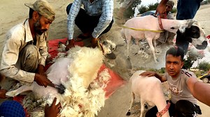 Amazing & Fastest Sheep Shearing day | Mudassar Saddique Vlogs