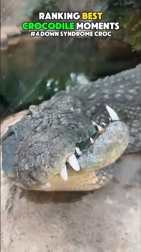 Crocodile Moments🐊