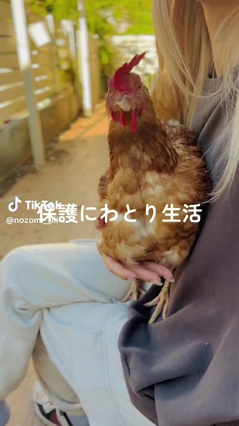 保護にわとりの癒し生活を楽しもう