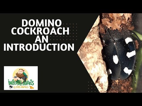 Domino Cockroach | An Introduction #cockroach #insects #bug