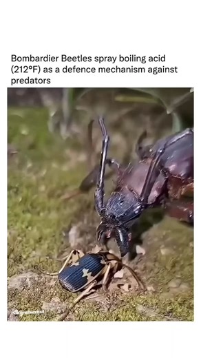 Vita Nexus on Instagram: "Witness the bombardier beetle's extraordinary chemical defence in action as it repels an attacker with a scalding spray. This ground-dwelling insect stores hydroquinone and hydrogen peroxide separately in reservoirs within its pygidial glands, releasing them into a reaction chamber lined with enzymes like catalases and peroxidases when threatened. The exothermic reaction oxidizes hydroquinones to benzoquinones while decomposing peroxide into oxygen and water, heating th