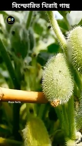 Exploding Cucumber Plants 🥒 #cucumber #plants #nature #shorts #rozafacts | Roza Facts