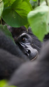 196K views · 4K reactions | Tag a friend you’d love to do gorrila tracking with seeing them face-to-face in their natural habitat Gorilla trekking For booking or inquiries Email: info@kisembosimbauganda.com What’s app: +256773286136 www.kisembosimbauganda.com #askmeaboutuganda #visituganda #creatingmemories #travelphotography #bwindiimpenetrableforest #gorilla #dianafossey. #mountaingorillas | Moses Kisembo | Facebook