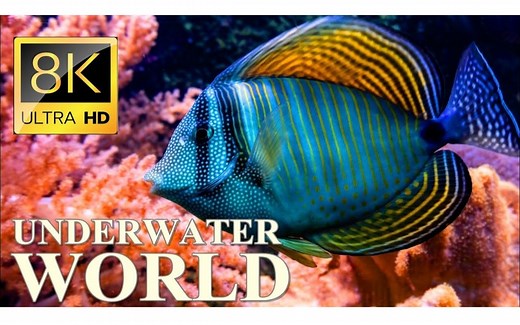 海底世界8K超高清 – 海洋生物/动物/珊瑚礁
