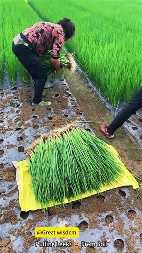 Pulling Leeks 😄 From Soil