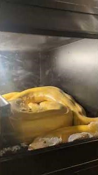 Helping my reticulated python out after a bad shed # reticulated python