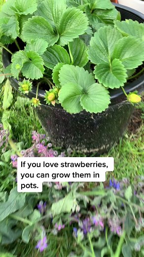 Growing Strawberries in Pots: Tips for a Decent Harvest