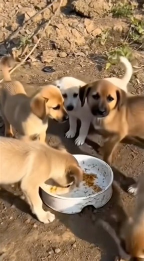 Tiny Puppies Finally Get Food ❤️ | Simple Life Moments