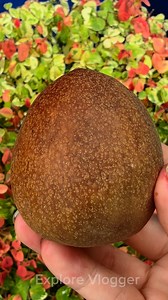 Chico Fruit #yummy #sweet #fruit #chico #fruits #fruitlover❤️😋 | Explorer Vlogger