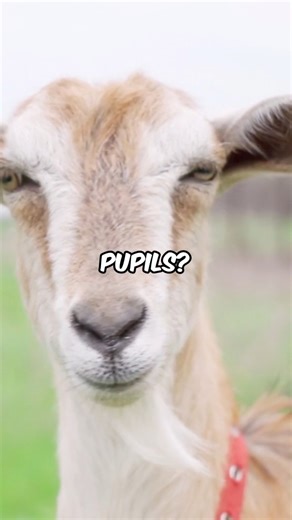 11K views · 252 reactions | Mind-Blowing Random Facts That Will Surprise You勞We explore a fascinating collection of bizarre and unexpected facts, covering everything from animal anatomy and human relationships to corporate marketing stunts and legal oddities. We dive into topics like goat pupils, french fry consumption, breakup psychology, and unusual scientific phenomena. #RandomFacts #Weirdfacts #Unbelievablefacts #Interestingfacts #FunFacts | Rare Viral Facts | Facebook