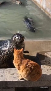 Cats just slap anything #seal #orangecat #9gagtv | 9GAG TV