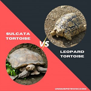 Sulcata vs. Leopard Tortoise as Pets – Full Comparison
