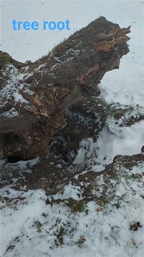 Partial tree root. #tree #root #winter