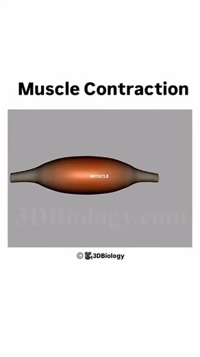 14K views · 3 comments | How do muscles contract?  Here’s a look...