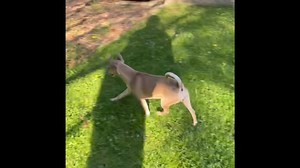 7.8K views · 146 reactions | Journey is here in RI and ready to be adopted. She loves playing with the other dogs and is a great with people. She just needs a few minutes to adjust. She is 4 years old and weighs 10 pounds. Please share for adoption. smalldogrescuene.org | Small Dog Rescue of New England | Facebook