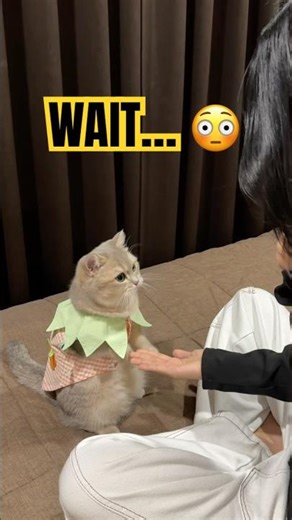 Wait… This Cat Gave Me a High Five?! 🤯