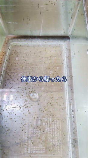 【金魚】孵化し始めたよ~
