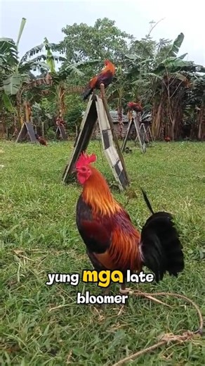 🐓LATE BLOOMER BLOODLINES: MABAGAL SA SIMULA, POWERFUL PAG TUMANDA! 💪🐓 Alamin ang mga late bloomer bloodlines na mabagal mag-develop pero solid at matatag pag full-grown: 🔹 Hatch types (Gilmore, McLean Hatch) 🐣 🔹 Kelso 🔹 Claret 🔹 Roundhead (old lines) 🔹 S.B.R 🔹 Butcher 🔹 Yellow Leg Hatch 💬 Comment lang sa baba 👇 kung alin sa late bloomers ang ginagamit niyo, o may iba pa kayong gustong idagdag. Pag-usapan natin para mas marami tayong matutunan! 👍 Like 🐓 Follow 🔄 Share para sa mas 