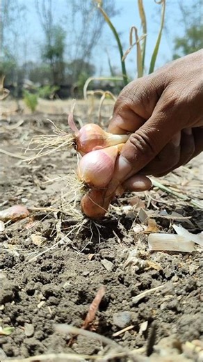 I am picking onions from the field #nature #farming #onion #shorts