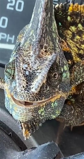 we caught so many veiled chameleon￼ a couple days ago I guess one got loose in my truck😂 #fyp #foryourpage #florida #everglades ￼￼#293 | Yoink guy