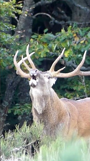 Red deer breeding season #animals #wild #wildlife #love #deer #france