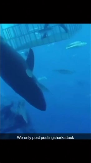 🌊 The Thrill of the Ocean Meets the Apex Predator! 🦈 Sharks: the misunderstood giants of the deep. Whether you’re fascinated or terrified, there’s no denying their raw power. Dive into the mystery, the myths, and the reality of shark attacks – nature’s most dramatic encounters! 🌊✨ 🎥 Watch till the end – you won’t believe what happens! 😱 📍 Drop your thoughts below – would you dare swim in shark-infested waters? 👉 Tag a friend who loves adrenaline-filled stories! 🏊‍♂️🔥 #SharkAttacks #Ocea