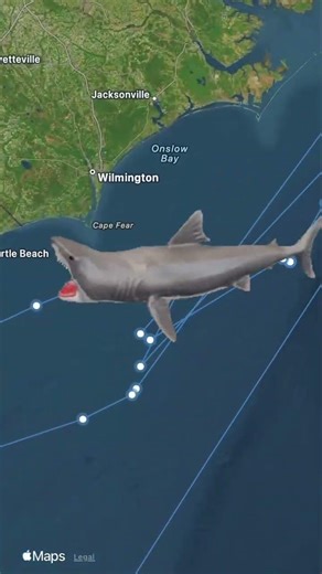 GIANT. TAGGED. TRACKED. 🦈 #OCEARCH #FactsOverFear #SharkTracker #Contender #ContenderBoats