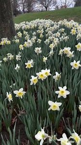 Spring has sprung! 📸julie.garden.diary | Oglebay