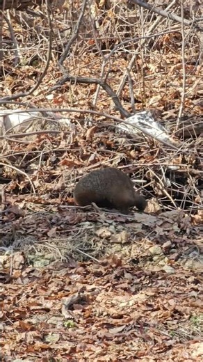 Groundhog
