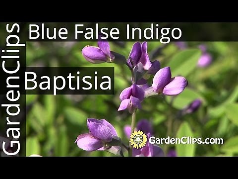 Baptisia australis - Blue False Indigo - Grow Baptisia