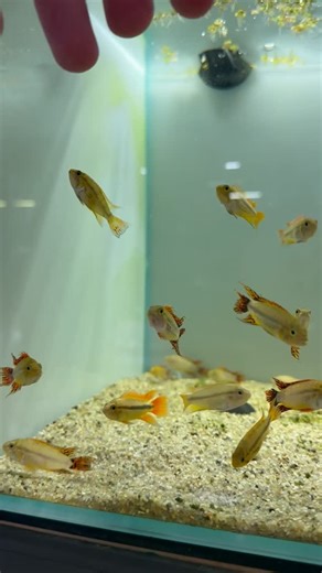 Cichlid Bros - Alec, Quinn, & Troy Holler on Instagram: "Some beautiful apistogramma cacatuoides or the Cockatoo dwarf cichlid. Love these smaller cichlids! #aquariums #aquarium #fishtank #fishtanks #cichlid #cichlids #cichlidtank #fish #aquariumhobby #fishkeeping #apistogramma #apistogrammacacatuoides #dwarfcichlids"