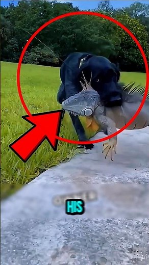 He Found a Dying Iguana, Then this Happened #shorts #animalrescue #iguana