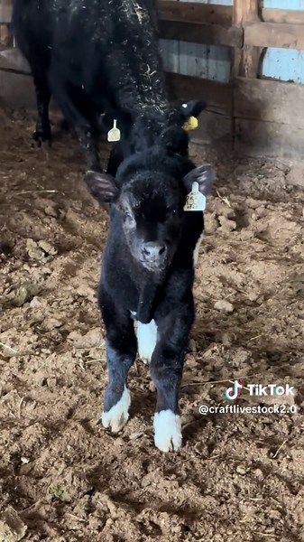 Colorful Newborn Calves at Show Steer Heaven