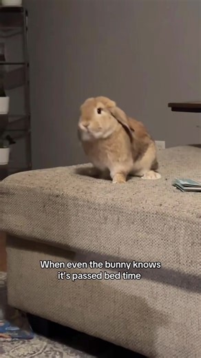 Hilarious Moments with a Dramatic Rabbit