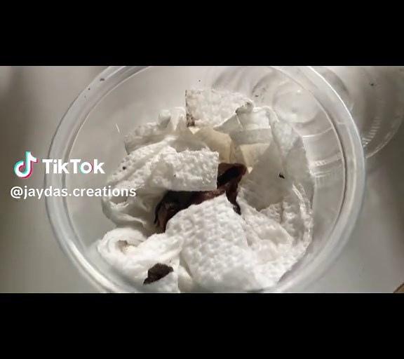 Discover Luna Moths: Exciting Cocoon Journey