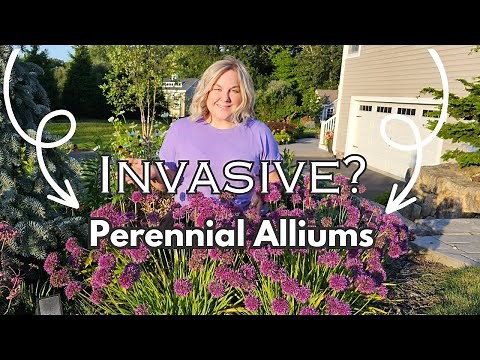 Perennial Alliums Do this NOW To Prevent them From Spreading Or Becoming Invasive