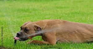 A German Boxer drinks water from a sprinkler nozzle, quenching its thirst on a hot summer day.