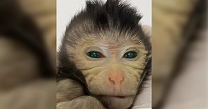 Scientists create chimeric monkey with two sets of DNA