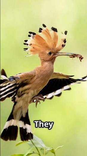 The Crowned Hoopoe: Nature's Most Extravagant Bird