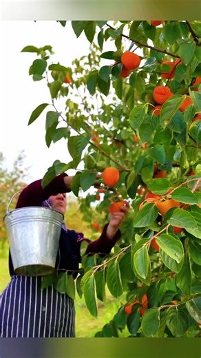 Exploring Harvest Season in Farm Life
