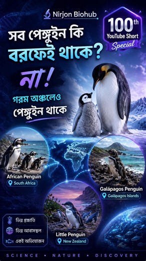 কীভাবে গরম দেশে পেঙ্গুইন বেঁচে থাকে? 🌍🐧Penguins #atlanta #penguin #sciencefacts #africanpenguin