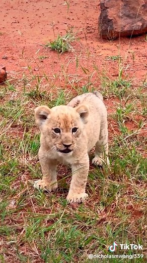Experience the Majesty of Lion Cubs in Kenya
