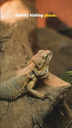 Kids Introduction to Bearded Dragon- Fun to learn