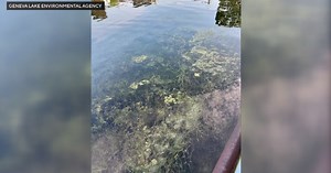 Blue-green algae found in Geneva Lake in Wisconsin