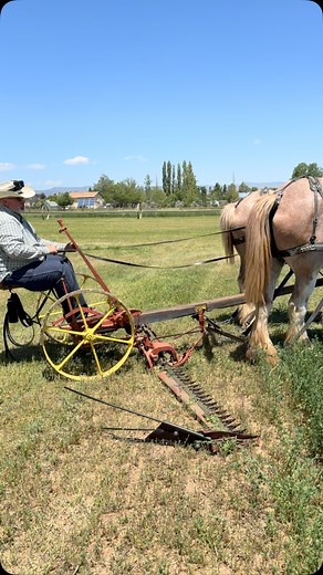 4.2M views · 51K reactions | Another video of our first time cutting hay with our team. #candlestickacademy #helpingfamiliesshine #oldfashioned #hayday #godisgoodallthetime #godlovesus #christianhomeschoolfamily #workhorses #alfalfahay | Candlestick Academy | Facebook