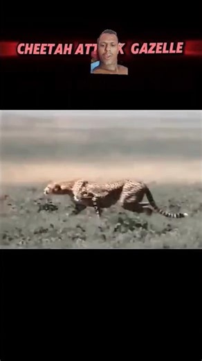Cheetah bite ki speed Raftar 130 KM #animals #cheetah