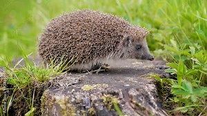 Common cute hedgehog on a stump in spring or summer forest. Young beautiful hedgehog in natural habitat outdoors in the nature.